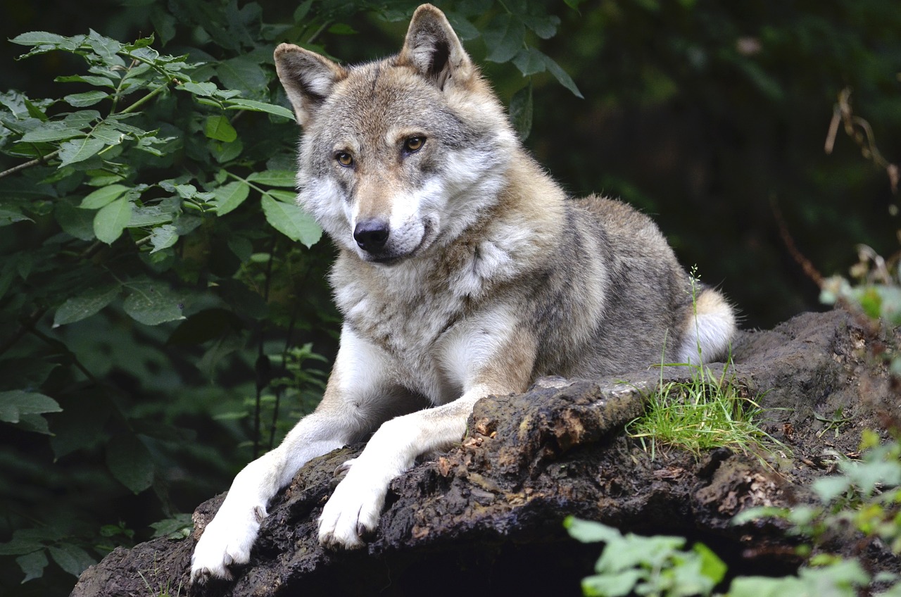 Image of a wolf from Pixabay